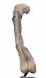 Allosaurus Leg On Custom Mount - Reduced Price #56532-6